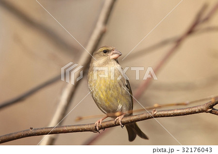 Female Greenfinch (Carduelis chloris) on a twig 32176043