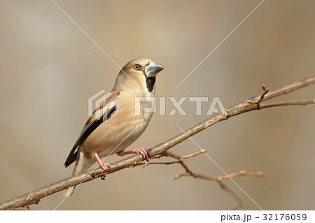 Female Hawfinch (Coccothraustes coccothrautes) 32176059