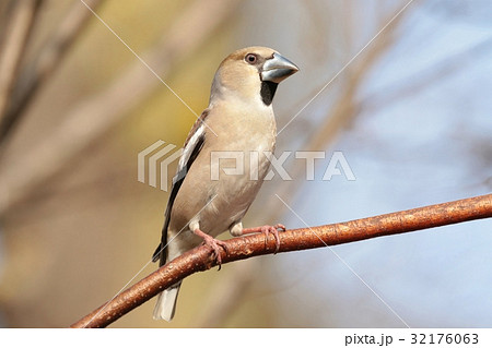 Female Hawfinch (Coccothraustes coccothrautes) Female Hawfinch (Coccothraustes coccothrautes) 32176063