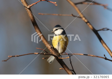 Blue tit (Parus caeruleus) on a twig Blue tit (Parus caeruleus) on a twig 32176065