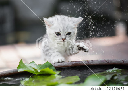 kitten shakes the water off its leg kitten shakes the water off its leg 32176071