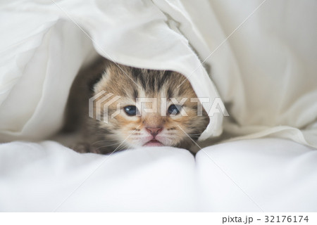 Cute tabby kittens lying Cute tabby kittens lying 32176174