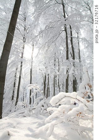 Winter beech forest on a frosty sunny morning Winter beech forest on a frosty sunny morning 32176716