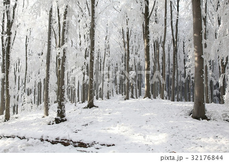 Majestic beech forest on a frosty winter day Majestic beech forest on a frosty winter day 32176844