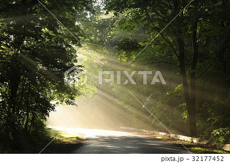 Rural road through the forest on a foggy morning Rural road through the forest on a foggy morning 32177452