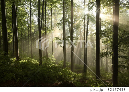 Early autumn beech forest at dawn after rainfall 32177453