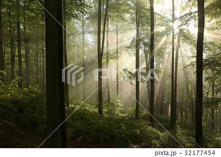 Sunrise in the early autumn deciduous forest  32177454