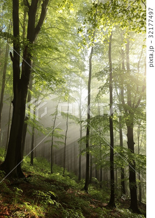 Foggy morning in spring forest on a mountain slope Foggy morning in spring forest on a mountain slope 32177497