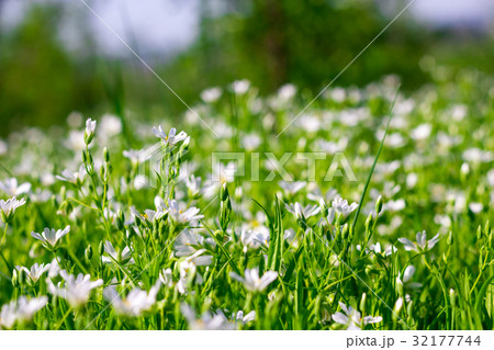 wildflowers with short focus wildflowers with short focus 32177744