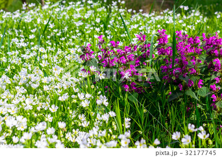 Wild flowers with short focus Wild flowers with short focus 32177745