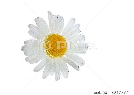 Chamomile with bubbles of soda 32177779