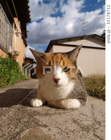 路地 三毛猫 路地 三毛猫 32178712