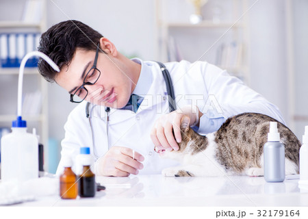 Cat visiting vet for regular check up Cat visiting vet for regular check up 32179164