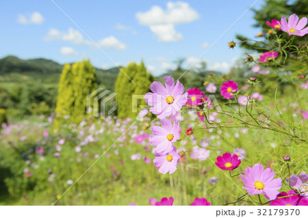 コスモス コスモス 32179370