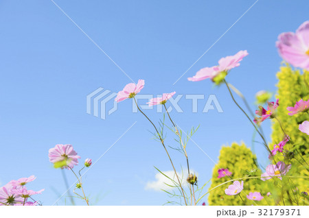 コスモス（空バック） 32179371