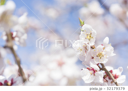 梅の花（白梅） 32179379