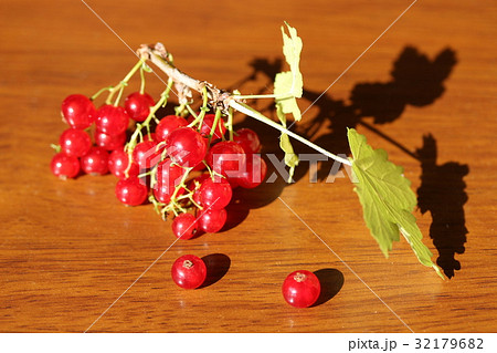 フサスグリの実 32179682