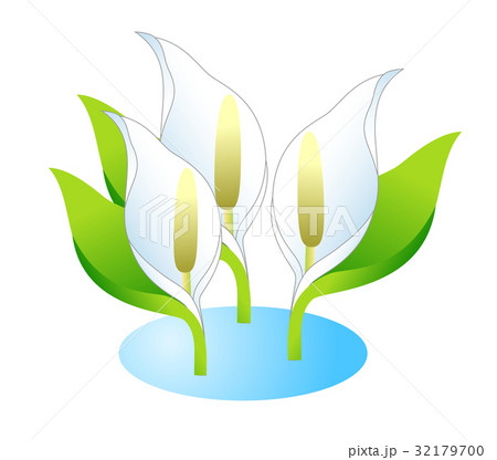 水芭蕉のイラスト素材 [32179700] - PIXTA
