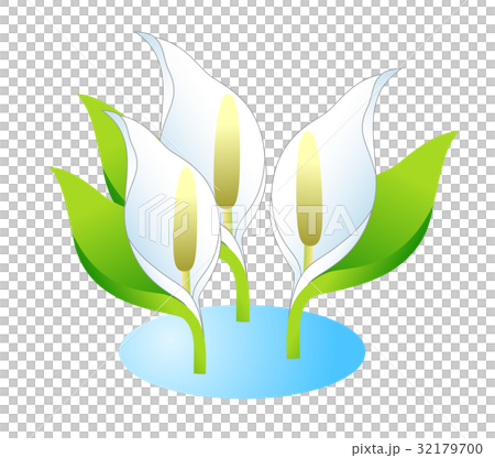水芭蕉 32179700
