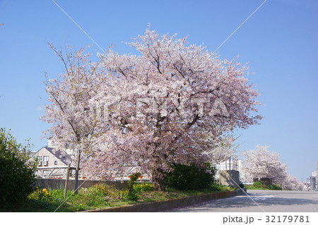 桜 桜 32179781