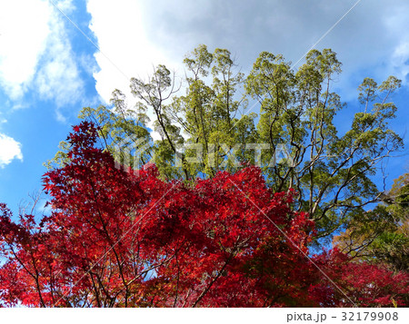 紅葉と常緑樹 32179908