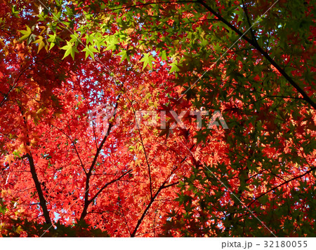 紅葉グラデーション 紅葉グラデーション 32180055