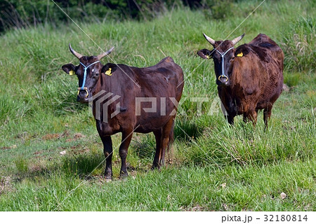 放牧中のブランド牛　但馬牛 32180814