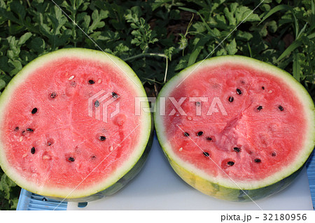 西瓜の収穫時期 西瓜の収穫時期 32180956