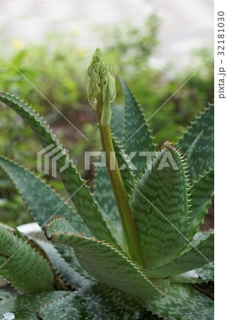 多肉植物 サキュレント 植物 32181030