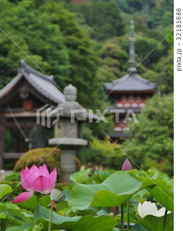 宇治・三室戸寺 32181686
