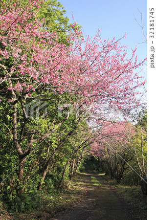 奄美大島・加計呂麻島の押角緋寒桜 32181745
