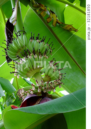 bunch of banana with flower 32181850