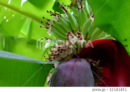 bunch of banana with flower 32181851