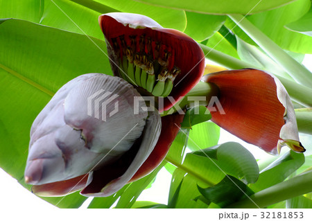 bunch of banana with flower bunch of banana with flower 32181853