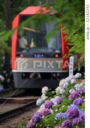 箱根登山鉄道と紫陽花 32182241