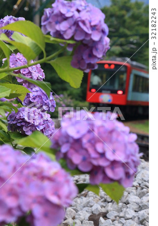 箱根登山鉄道と紫陽花 32182243