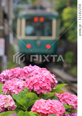 江ノ電と紫陽花 32182250