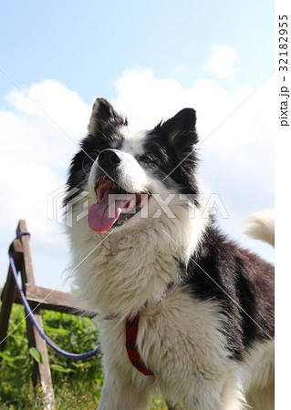 犬 年賀状素材 犬 年賀状素材 32182955