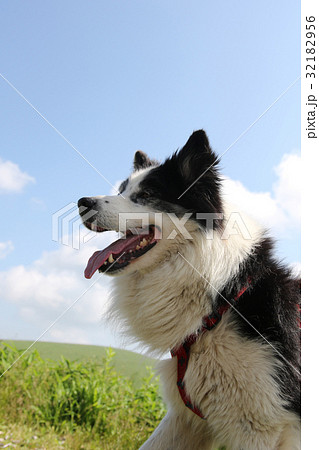 犬 年賀状素材 犬 年賀状素材 32182956