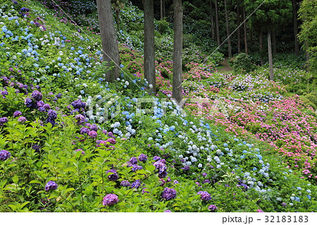 服部農園 あじさい 服部農園 あじさい 32183183