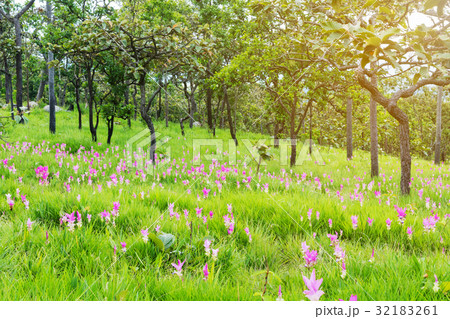The Siam Tulip Flower in the Field, Thailand 32183261