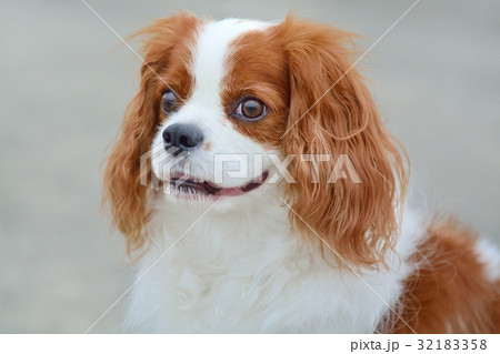 キャバリア キャバリア 32183358