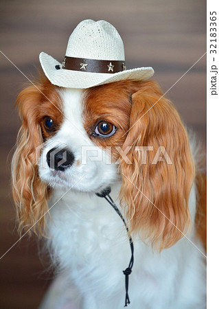 キャバリア キャバリア 32183365