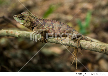 Close up thai chameleon on tree branch Close up thai chameleon on tree branch 32183390