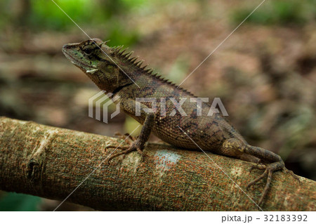 Close up thai chameleon on tree branch 32183392