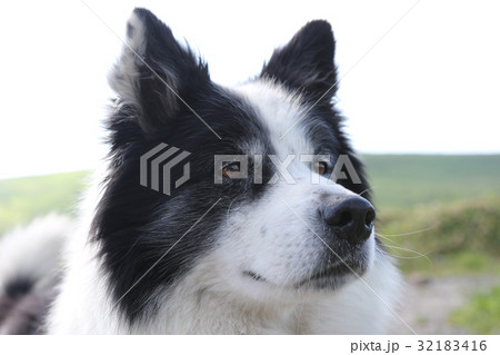 犬　年賀状素材 32183416