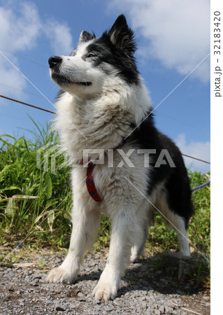 犬 年賀状素材 犬 年賀状素材 32183420