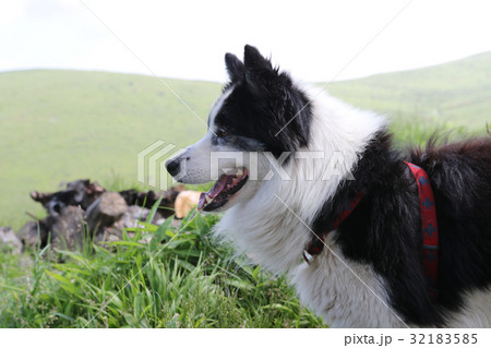 犬 年賀状素材 犬 年賀状素材 32183585