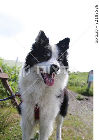 犬 年賀状素材 犬 年賀状素材 32183586