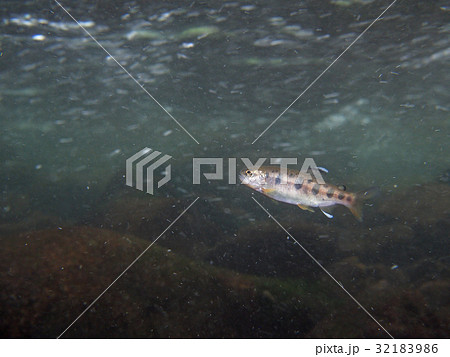 ヤマメ 32183986